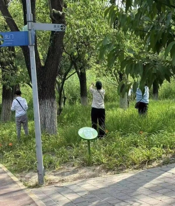 专业配资财经网 北京奥森游客摘20斤杏引热议！园方：残留农药别吃 观赏果实不宜食用
